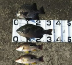 久しぶりエビ撒き