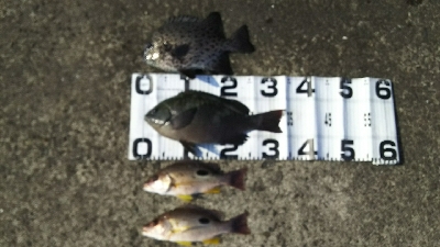 久しぶりエビ撒き