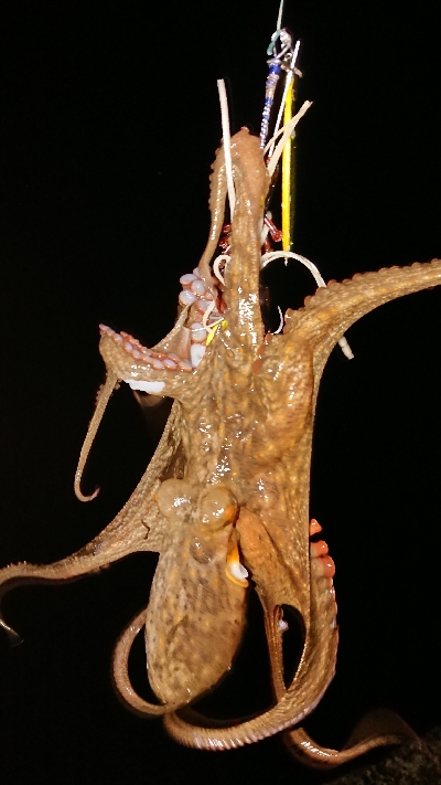 自作デビルパラシュート絶好調！