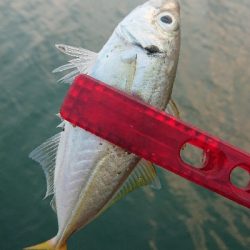 今季初の夏デイアジ