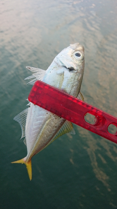 今季初の夏デイアジ