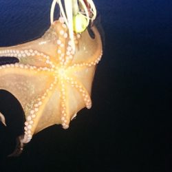 NEWリールに墨付け!