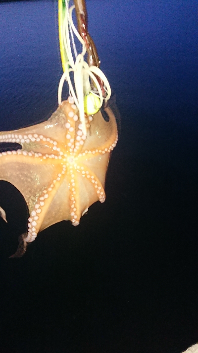 NEWリールに墨付け！