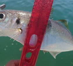 デイアジ釣れました〜d(‘∀’*)