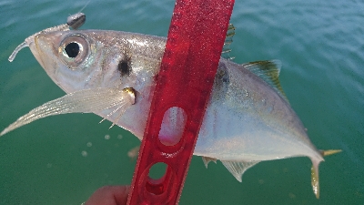 デイアジ釣れました〜d('∀&#…
