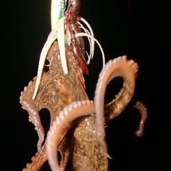 今年は当たり年？？