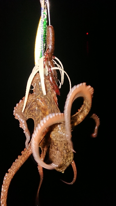 今年は当たり年？？