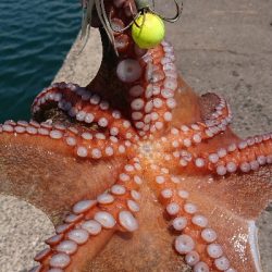 なかなかナイスサイズです！