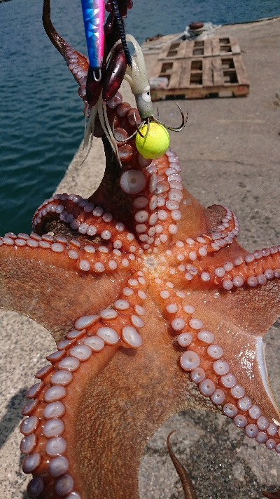 なかなかナイスサイズです！