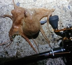 仲間と遠征も…