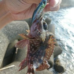 今日の釣果