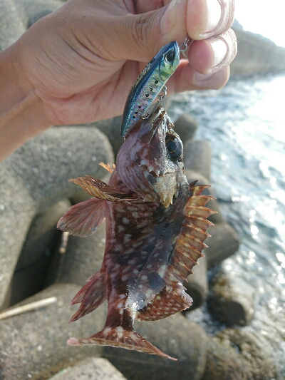 今日の釣果