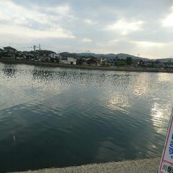 昨日夕方の釣果