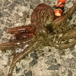 タコエギで、ようやく良いサイズゲット！