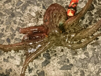 タコエギで、ようやく良いサイズゲット！