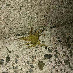 久しぶりのタッコング！！小さいのでリリース！