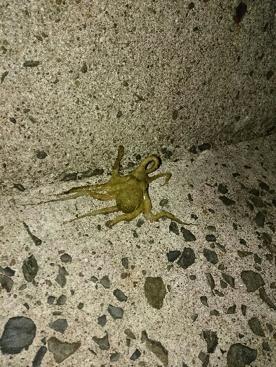 久しぶりのタッコング！！小さいのでリリース…