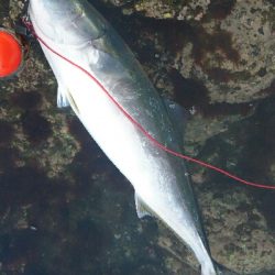 青物狙いでショアジギング！！