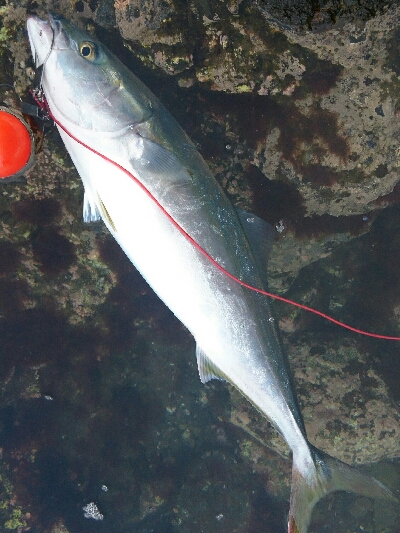 青物狙いでショアジギング！！