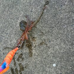 真昼のタッコング！