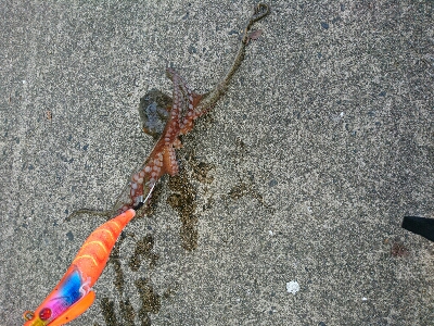 真昼のタッコング！