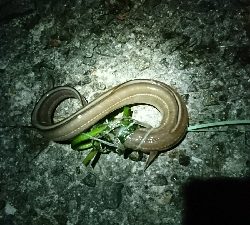 色んな釣りをして…