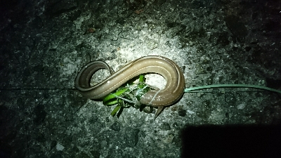 色んな釣りをして…