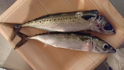 サバ&タチウオ 楽しめました♪