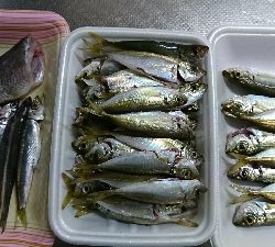 子供とサビキ釣り