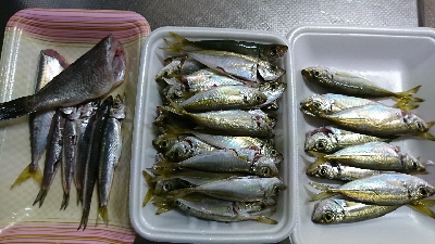 子供とサビキ釣り