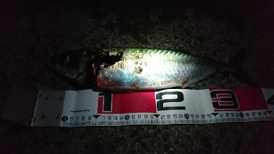 現場から中継です！