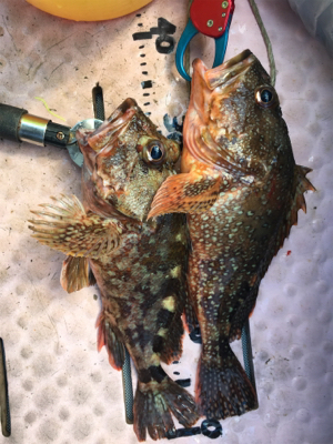 マイボートでタイラバ、ジギング!