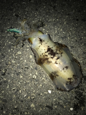 上げ潮ピンポイント狙い