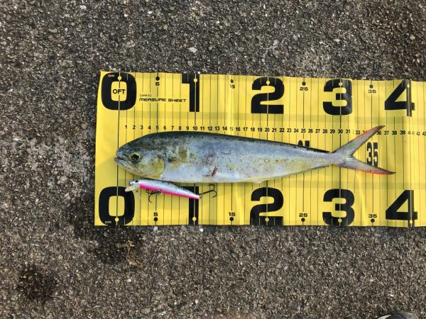 ペンペンシイラ