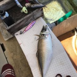 須磨沖  太刀魚  アジ