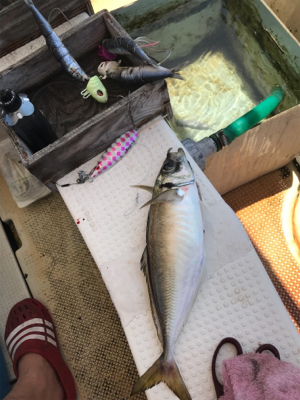 須磨沖  太刀魚  アジ