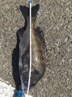 赤・青・黒三冠達成！！めでタイ！