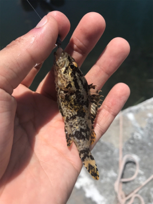 日中のライトゲーム