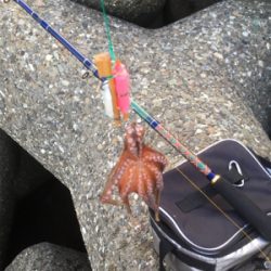 いつものとこですよ〜GMさんタコ釣れます