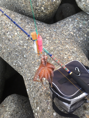 いつものとこですよ〜GMさんタコ釣れます