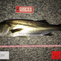 ゲストに救われた