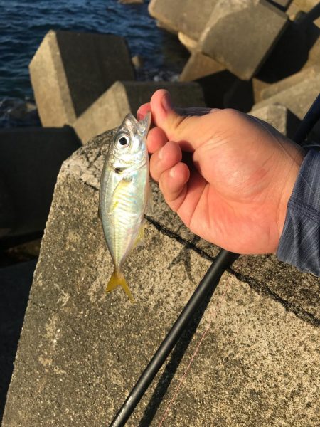 アジング五目釣り