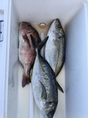 海上釣堀 田尻さんにて