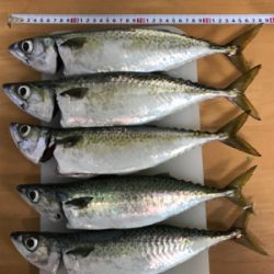 即席ワインドでサバ