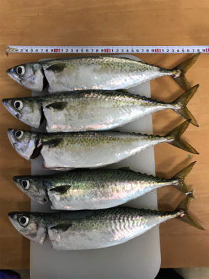 即席ワインドでサバ