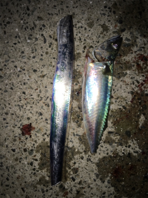 初の大サバ！！！！！