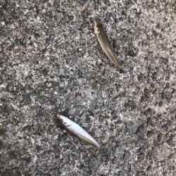 よいサイズのキスいないなぁ。