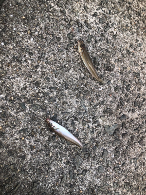 よいサイズのキスいないなぁ。