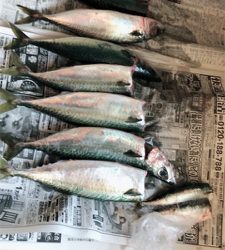 初めてのショアジギング