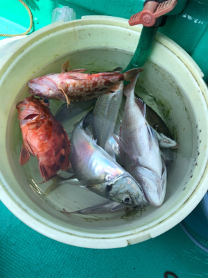 大アジ釣れました‼þ…